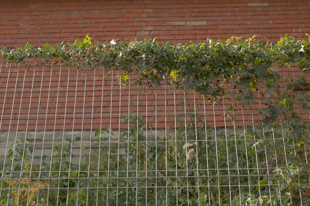 Plant on a brick wall