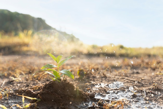 Photo plant on the countryside