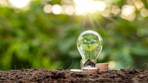 Plant growing on soil inside a light bulb and with coin stacks with blurred vegetation background