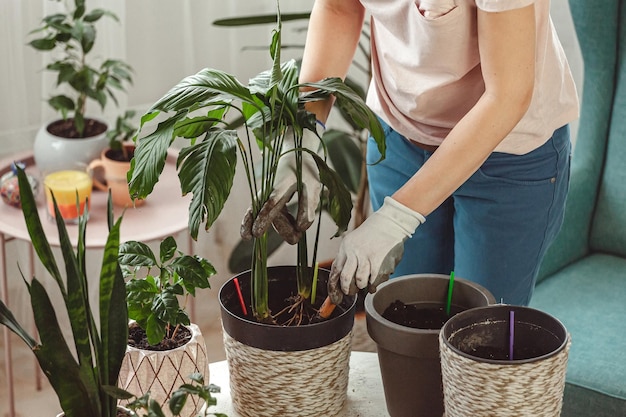 Plant transplant woman care houseplant and transplanting plant into a pot