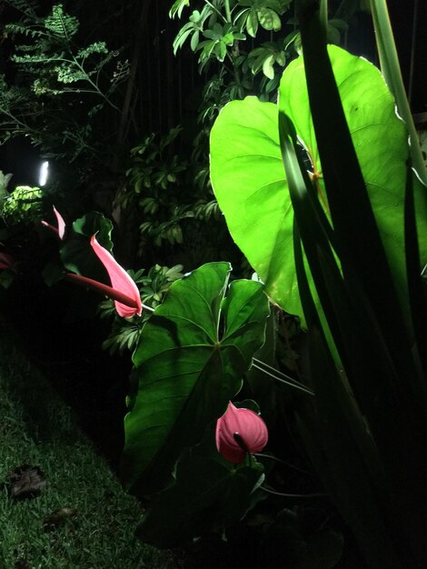 Photo plants in yard at night