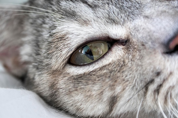 Photo portrait of a beautiful gray striped cat close up