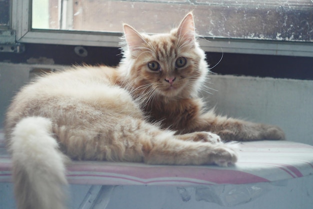 Photo portrait of cat sitting on floor at home