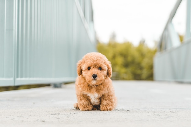 Photo portrait of dog sitting outdoors