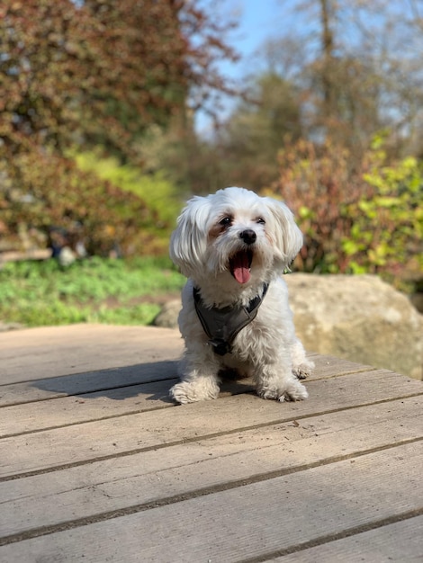 Photo portrait of a dog