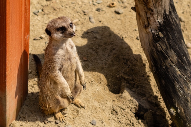 Portrait of Meerkat Suricata