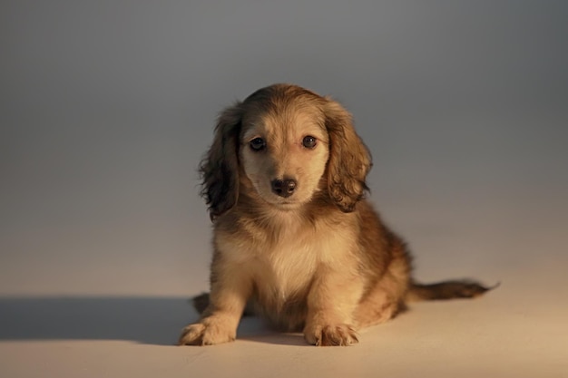 Photo portrait of puppy sitting against gray background