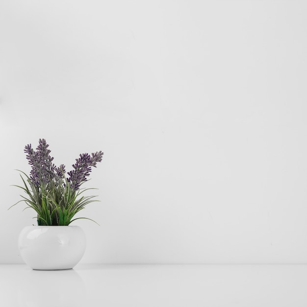 Pot with beautiful flowers