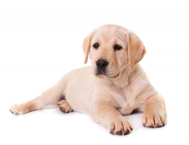 Puppy labrador retriever