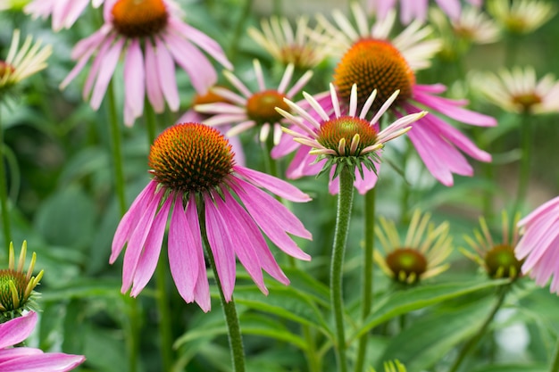 Purple echinacea in garden