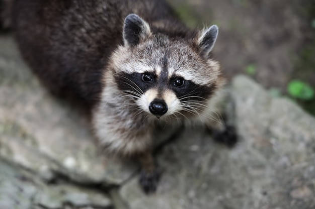 Raccoon in the forest in the natural environment