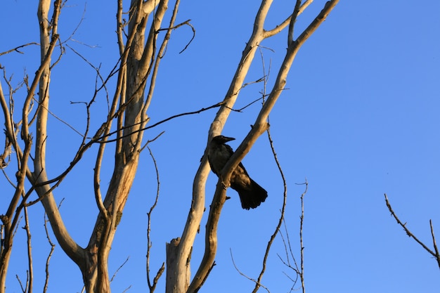 Raven on old dried tree