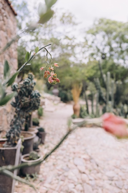 Foto fiore di cactus rosso che cresce da un cactus in vaso