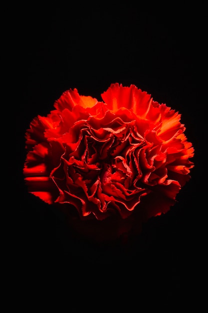 Red carnation on black