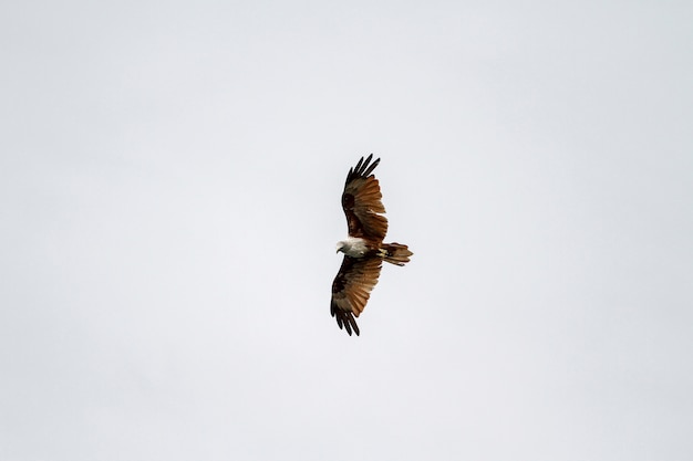 Red eagle fly on the sky in nature at thailand