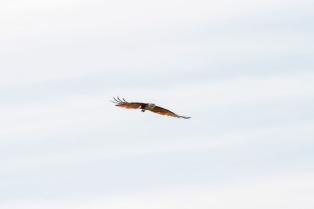 Red eagle fly on the sky in nature at thailand