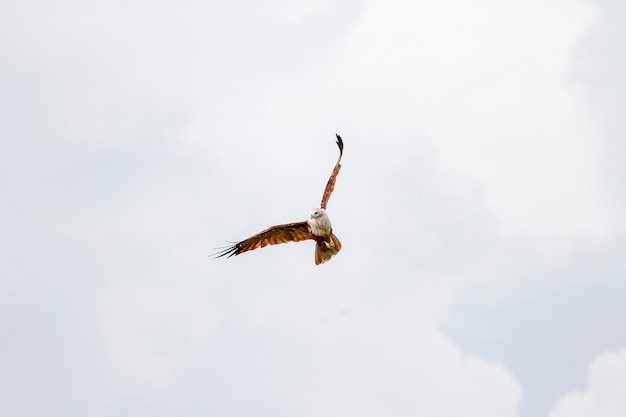 Red eagle fly on the sky in nature at thailand