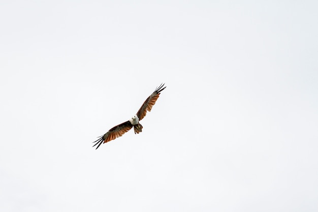 Red eagle fly on the sky in nature at thailand