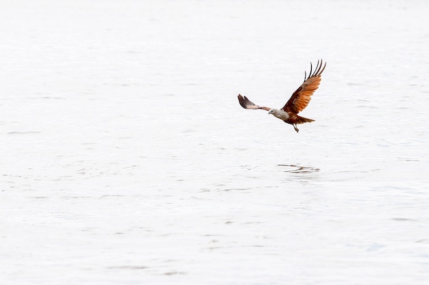 Red eagle on the sea in nature at thailand