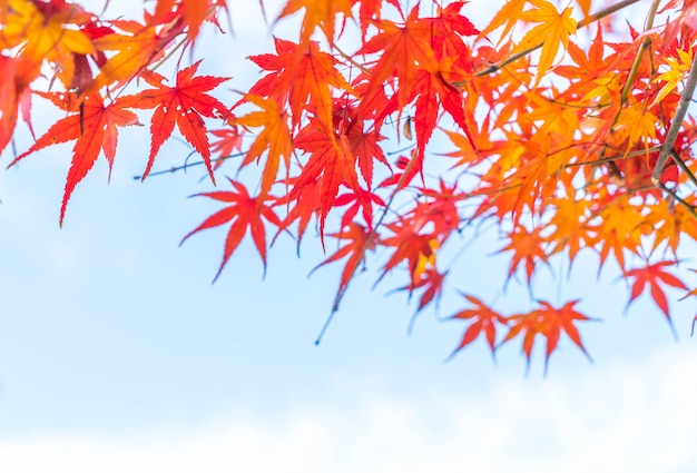 Photo 京都の公園に赤い紅葉が咲き誇る