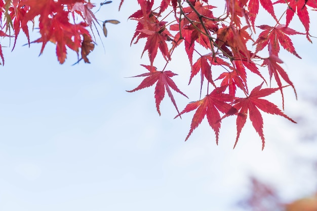 Photo 京都の公園に赤い紅葉が咲き誇る