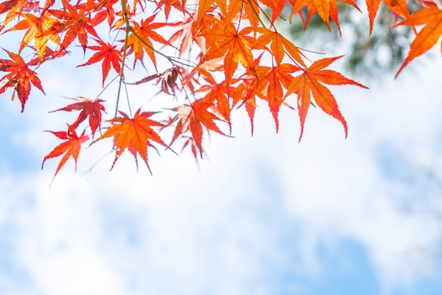 Photo 京都の公園に赤い紅葉が咲き誇る