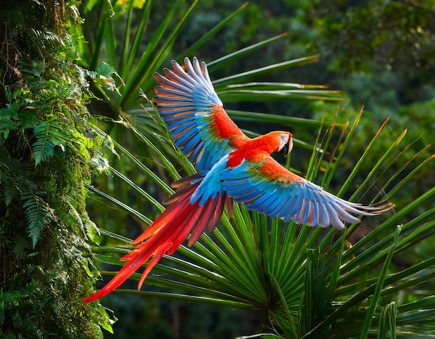 Foto pappagallo rosso sotto la pioggia pappagallo macao che vola nella vegetazione verde scuro