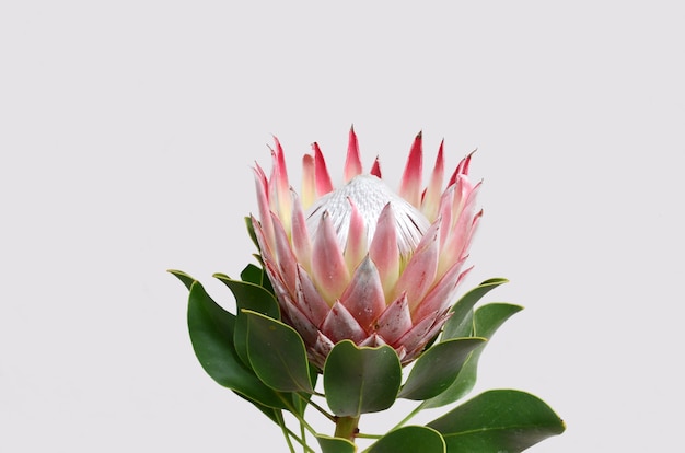 Red protea flower bunch on a white isolated background. Closeup. For design. Nature.