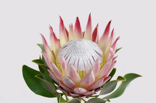 Red protea flower bunch on a white isolated background. Closeup. For design. Nature.