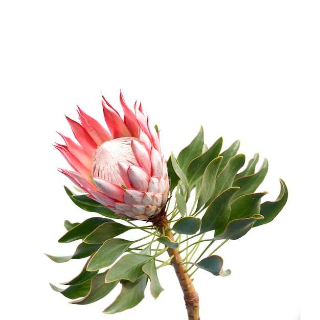 Red protea in white background