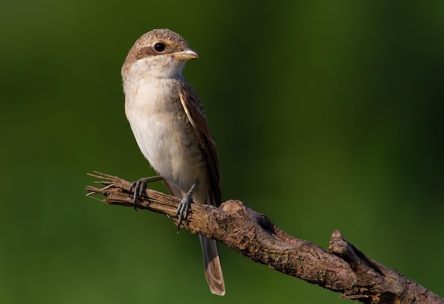 Redbacked klauwier Lanius collurio Een vogel zit op een oude gebroken tak Mooie groene achtergrond aangename bokeh