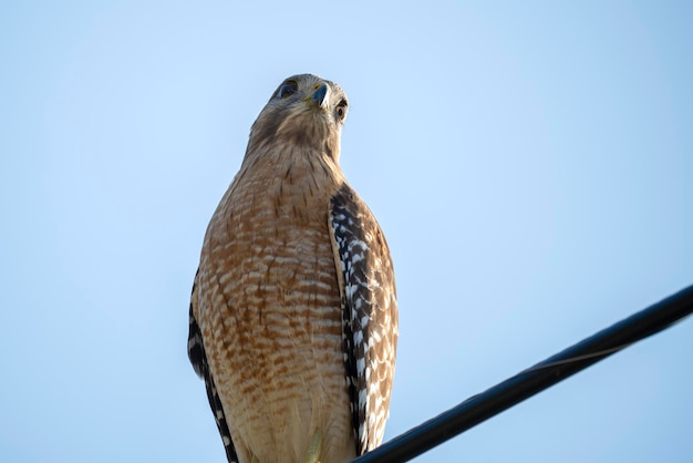 The redshouldered hawk bird perching on electric cable looking for prey to hunt