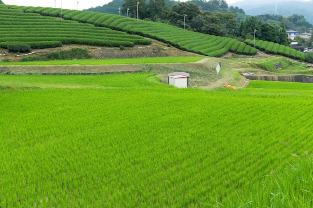 Photo rice field and tea farm