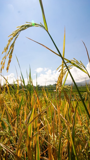 Photo rice field with blue sky