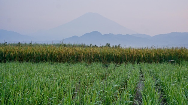 Photo rice field with misty mountain background