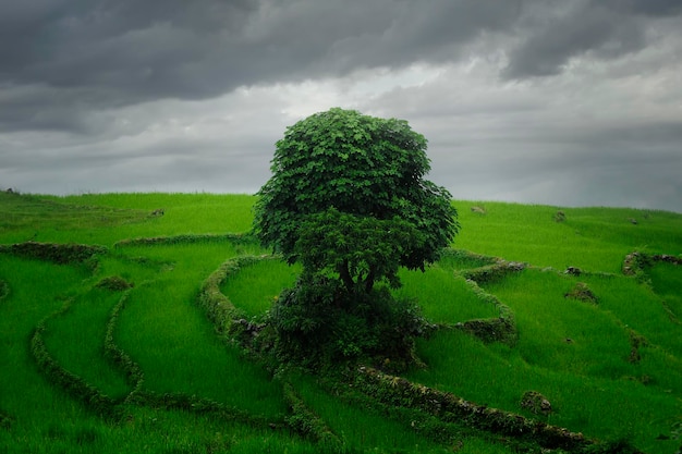 Photo rice fields in southeast asia