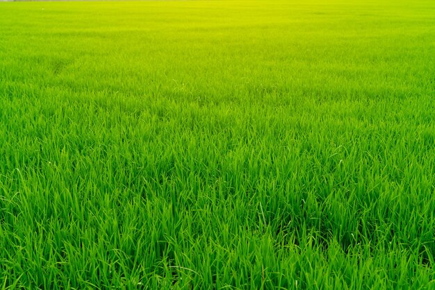 Photo rice plantation green rice paddy field organic rice farm in asia rice growing agriculture