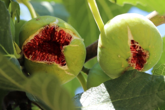 Ripe figs fruit on branches close up