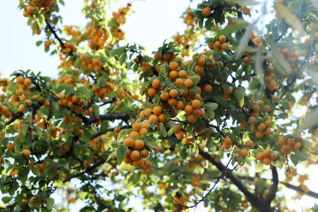 Ripe yellow plums on the branches of the tree