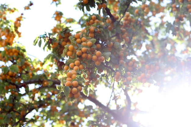 Ripe yellow plums on the branches of the tree