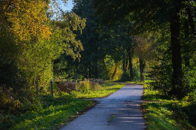 Photo road amidst trees in forest during autumn