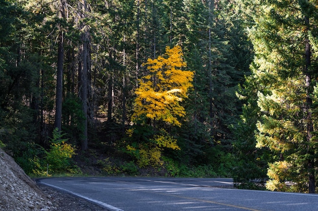 Photo road amidst trees in forest