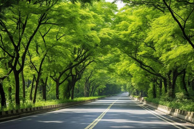 Photo road passing through trees