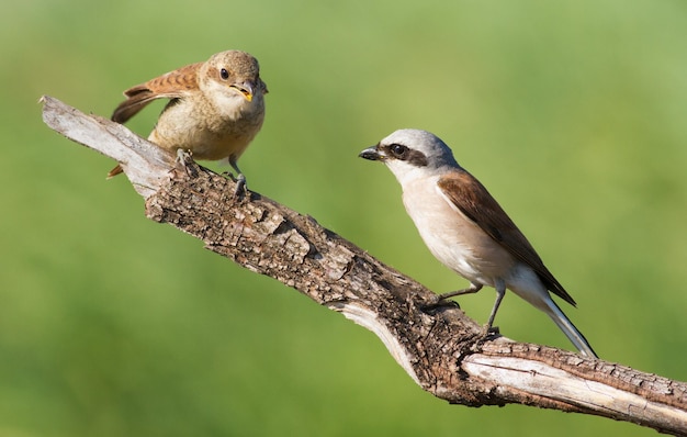 Roodrugklauwier Lanius collurio Een jonge vogel vraagt om voedsel van zijn ouders Het mannetje voedt zijn kuiken