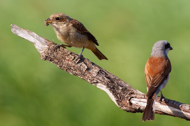 Roodrugklauwier Lanius collurio Een jonge vogel vraagt om voedsel van zijn ouders