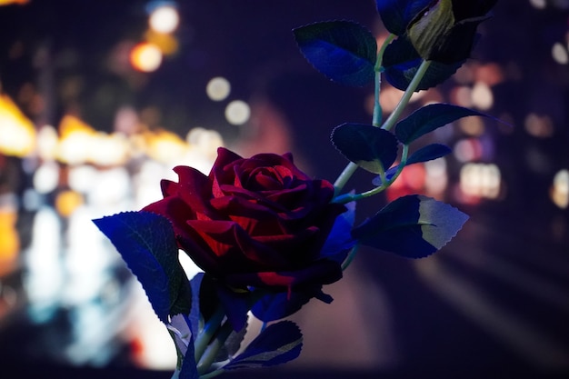 Rose image on beautiful bg in night