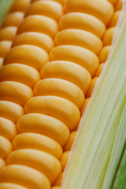 Photo rows of fresh and ripe yellow corn kernels