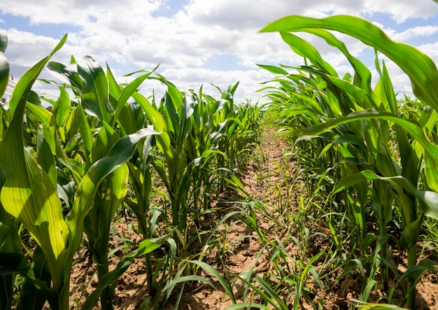 Rows of green corn