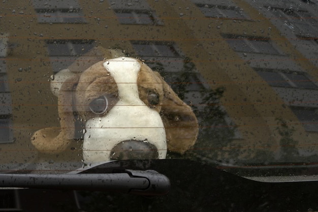 Sad toy dog with drooping ears  sitting in the back seat of car behind glass covered with raindrops