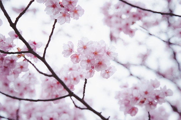 Sakura or Cherry Blossom or Japanese Cherry flower blooming in the garden.